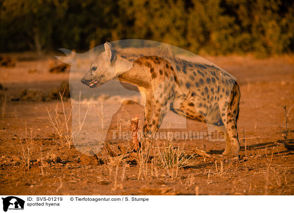 Tpfelhyne / spotted hyena / SVS-01219