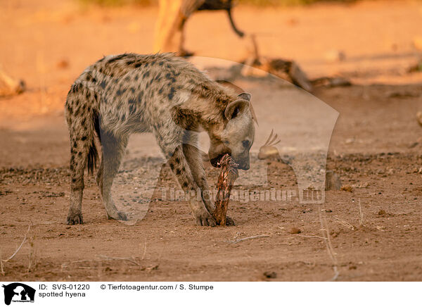 Tpfelhyne / spotted hyena / SVS-01220