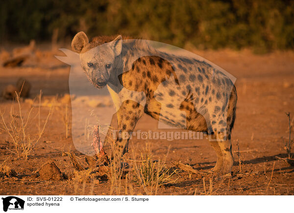 spotted hyena / SVS-01222