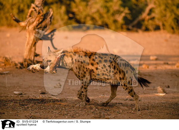 spotted hyena / SVS-01224