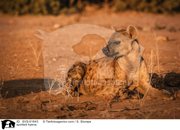 Tpfelhyne / spotted hyena / SVS-01643