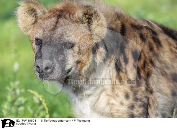 Tpfelhyne / spotted hyena / PW-18698
