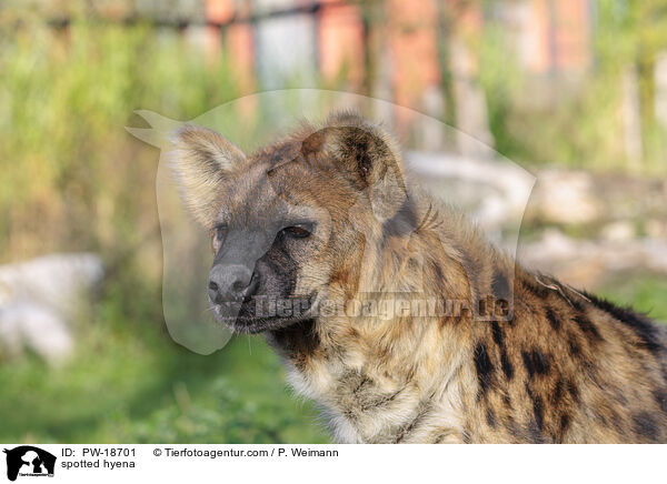 Tpfelhyne / spotted hyena / PW-18701