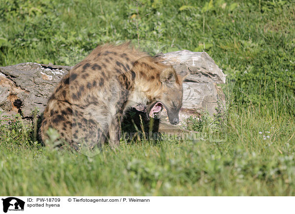 Tpfelhyne / spotted hyena / PW-18709