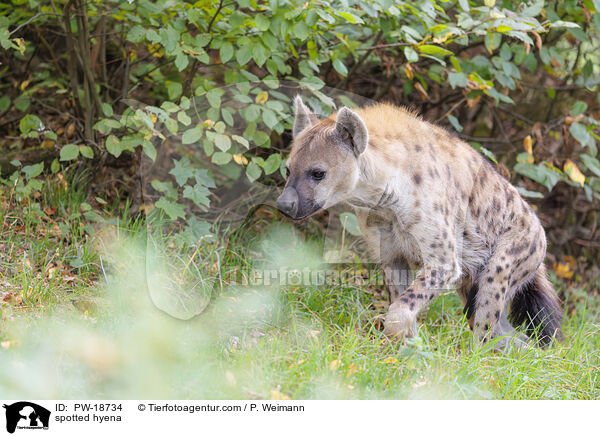 Tpfelhyne / spotted hyena / PW-18734