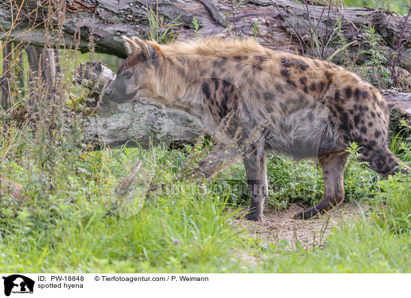 Tpfelhyne / spotted hyena / PW-18848