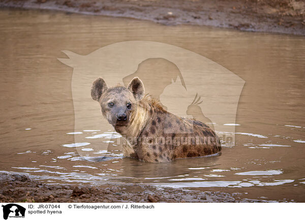 Tpfelhyne / spotted hyena / JR-07044
