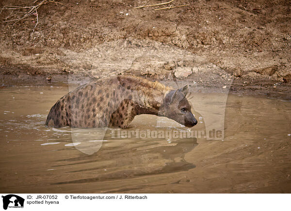 Tpfelhyne / spotted hyena / JR-07052