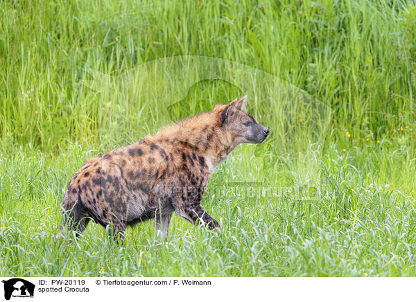 Tpfelhyne / spotted Crocuta / PW-20119
