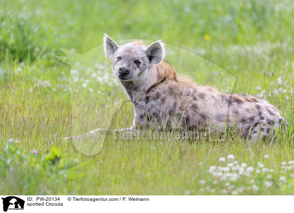Tpfelhyne / spotted Crocuta / PW-20134