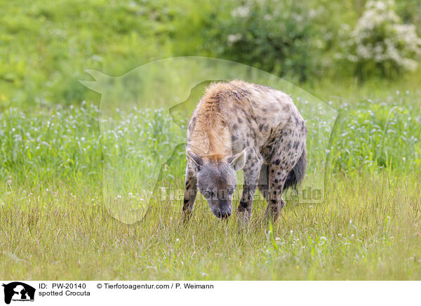Tpfelhyne / spotted Crocuta / PW-20140