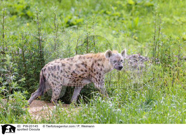 Tpfelhyne / spotted Crocuta / PW-20145