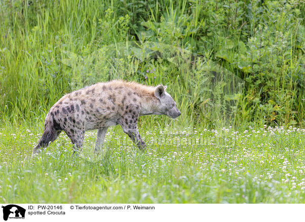 Tpfelhyne / spotted Crocuta / PW-20146
