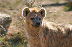 hyena