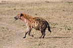 spotted hyena