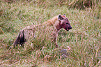 spotted hyena