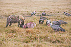 spotted hyena and vultures