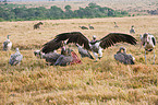 spotted hyena and vultures