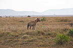 spotted hyena