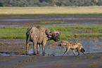 spotted hyena and cape buffalo