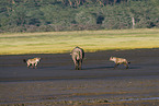 spotted hyenas and cape buffalo