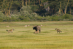 spotted hyenas and cape buffalo