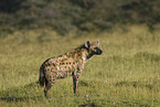 spotted hyena