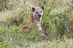 spotted hyena