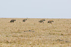 spotted hyenas