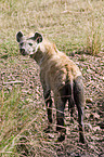 spotted hyena