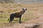 spotted hyena