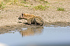 spotted hyena