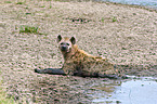 spotted hyena