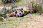 spotted hyena