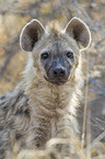 spotted hyena