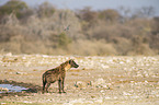 spotted hyena