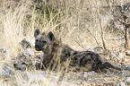 spotted hyena