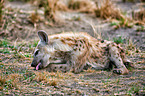 spotted hyena