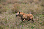 spotted hyena