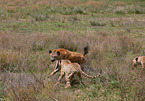 spotted hyena and cheetahs