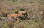spotted hyena and cheetahs