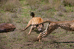 spotted hyena and cheetah