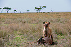 spotted hyena