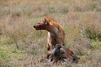 spotted hyena