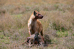 spotted hyena