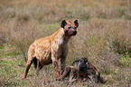 spotted hyena