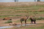 spotted hyenas