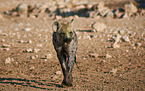 spotted hyena