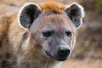 spotted hyena