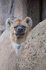 spotted hyena